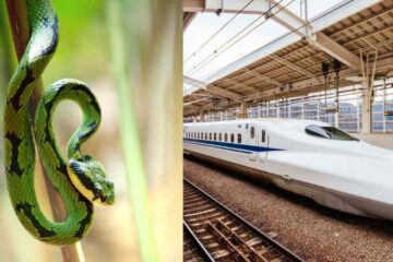 Snake on a bullet train causes rare railway delay in Japan