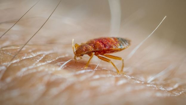 Bed bugs are most likely the first human pest, new VA Tech research shows
