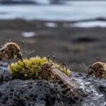 Mosquitoes found in Iceland for first time after record heat